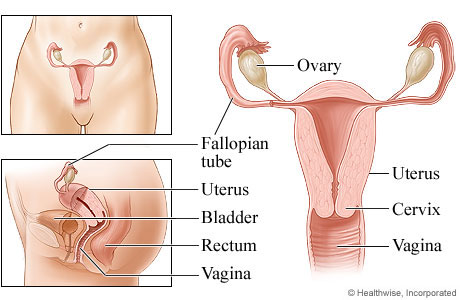 Reproductive System